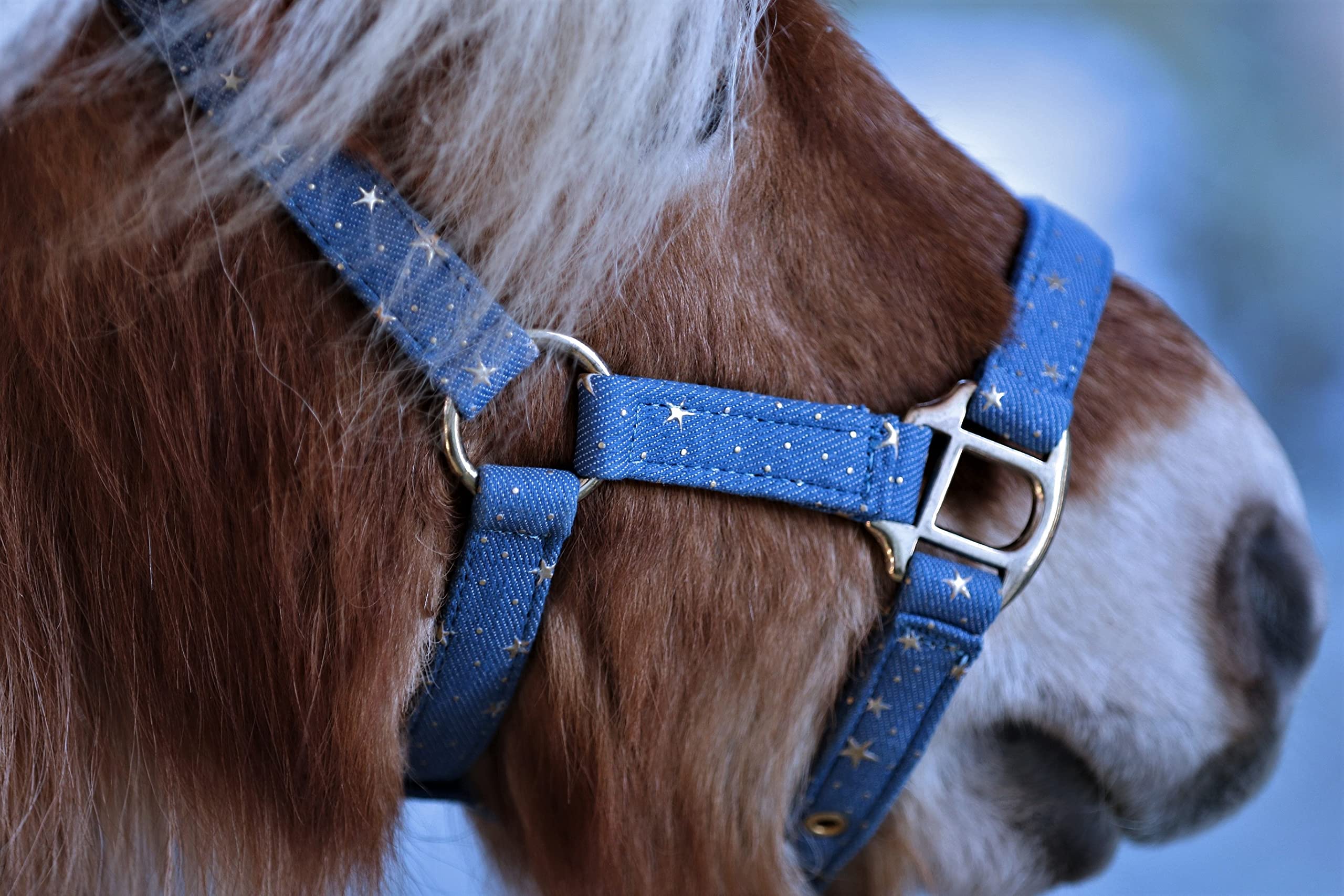 Halfter Starry Sky Hellblau Schwarz Sterne Gold Farben Minishetty Shetty Sternenhalfter Tysons Falabella Minipony (Shetty, Hellblau)