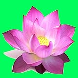 lotus flower tattoo bedeutung Flowers are a popular choice of design for tattoos, and a lotus flower tattoo design is particularly eye-catching. The beauty of a lotus flower tattoo design is that it.