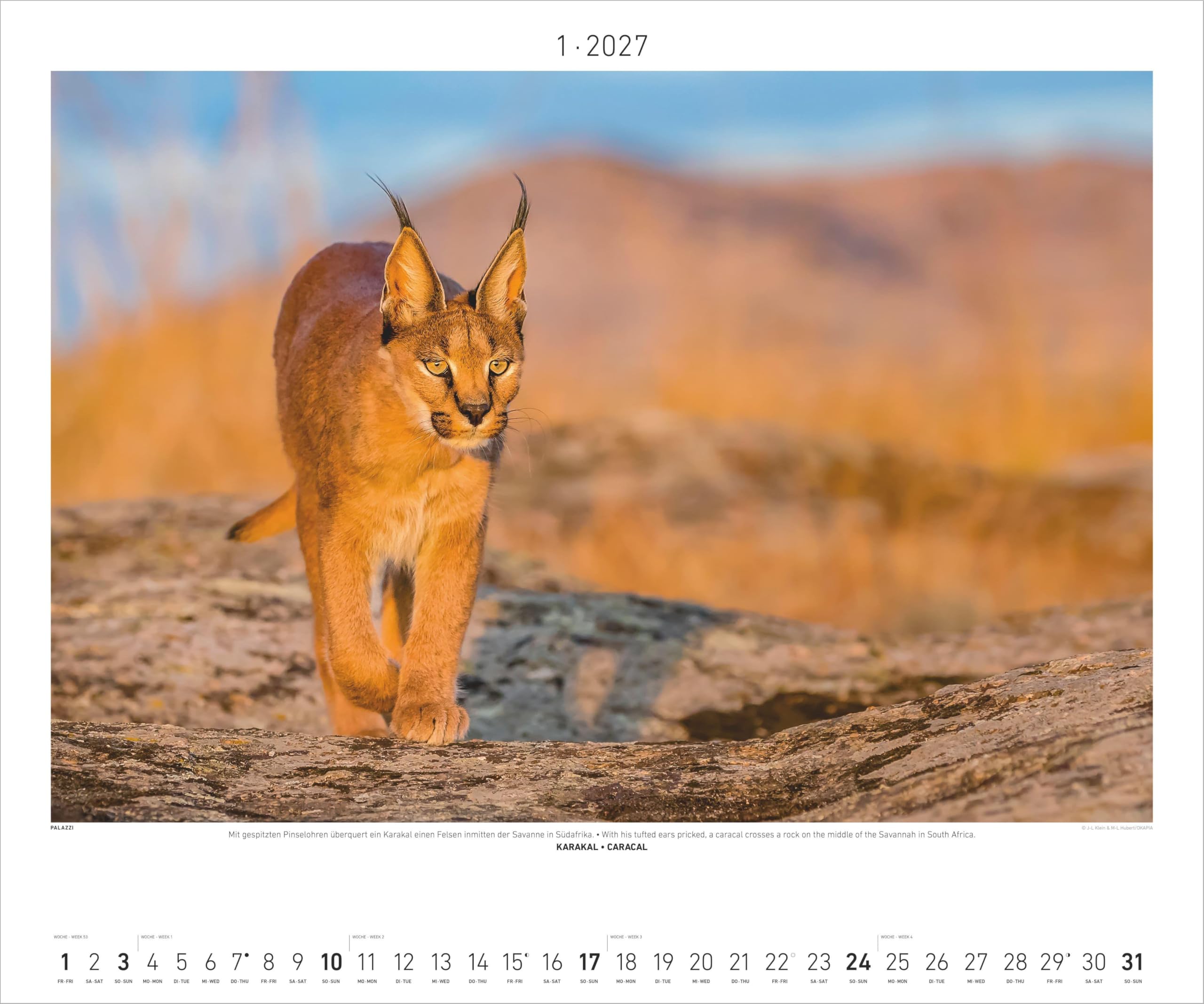 Hautnah - Afrikas Wildnis 2027: Wandkalender 60x50 cm mit 12 Tierfotografien und humorvollen Bildunterschriften
