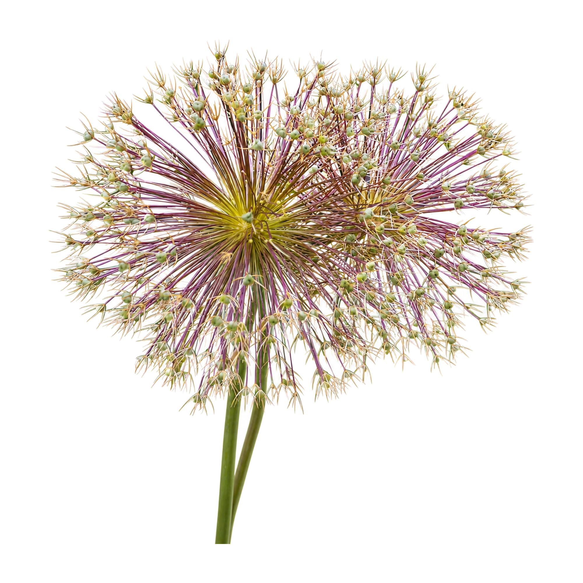 Allium Schubertii wąż ozdobny, cebulki kwiatowe do ogrodu, 5 sztuk