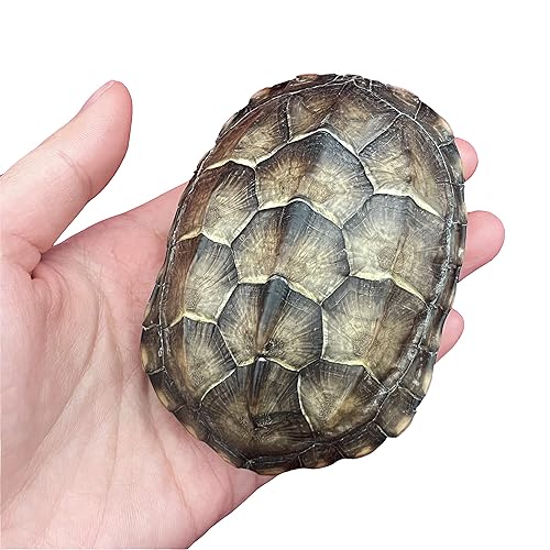 Miniatura 2 de CLLOEAT Venta al por mayor 123510 piezas de calaveras de animales reales de taxidermia, muestras de huesos reales, suministros de arte de hueso,