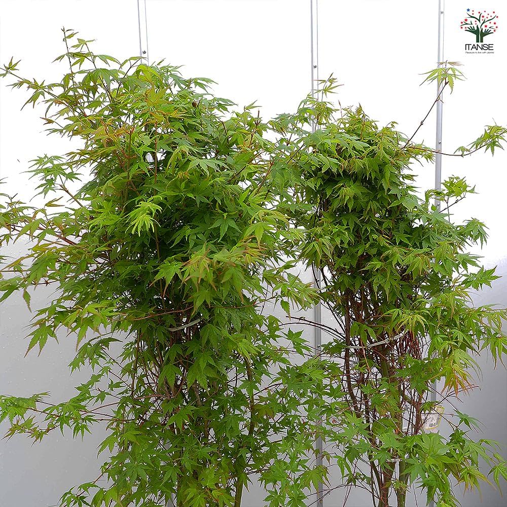 Amazon.co.jp: ITANSE イロハモミジ 8号 1個売り【初心者向け