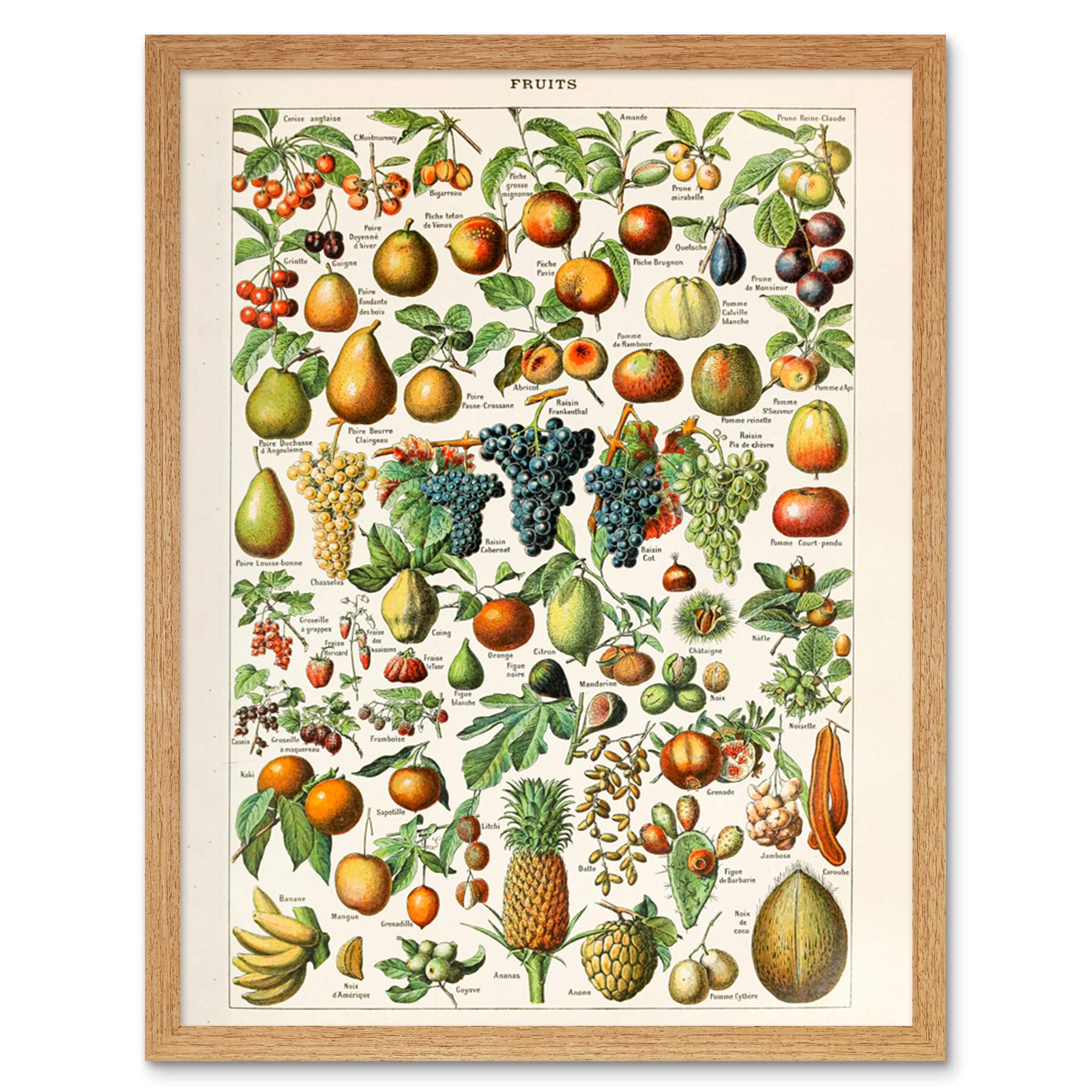 Artery8 Millot Encyclopedia Page Fruit Grape Pineapple Art Print Framed Poster Wall Decor 12x16 inch
