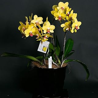 Amazon Co Jp 昇進 昇格 就任祝いに プリザーブドフラワー 花 観葉植物 フラワーギフト ホーム キッチン