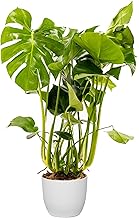 Bonplants Monstera Deliciosa, Pianta del Pane Americana, Vaso 21 cm, h 65 cm (Vaso Bianco)