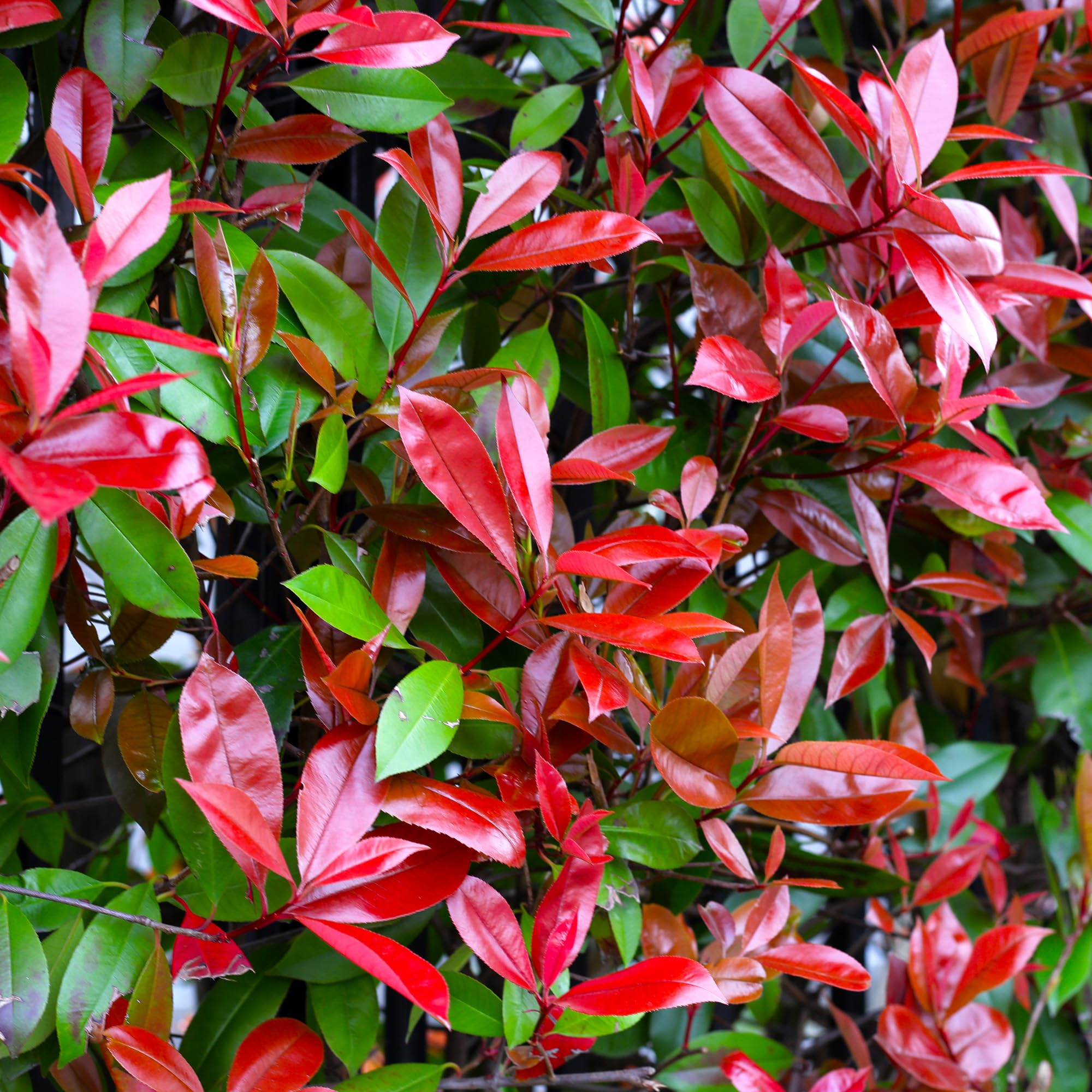 Photinia Red Robin Bushy Evergreen Hardy Shrub - Garden Hedging Plant - Plants Outdoor Garden Ready - Evergreen Plants Outdoor (20-30cm Incl. 9cm Pot)