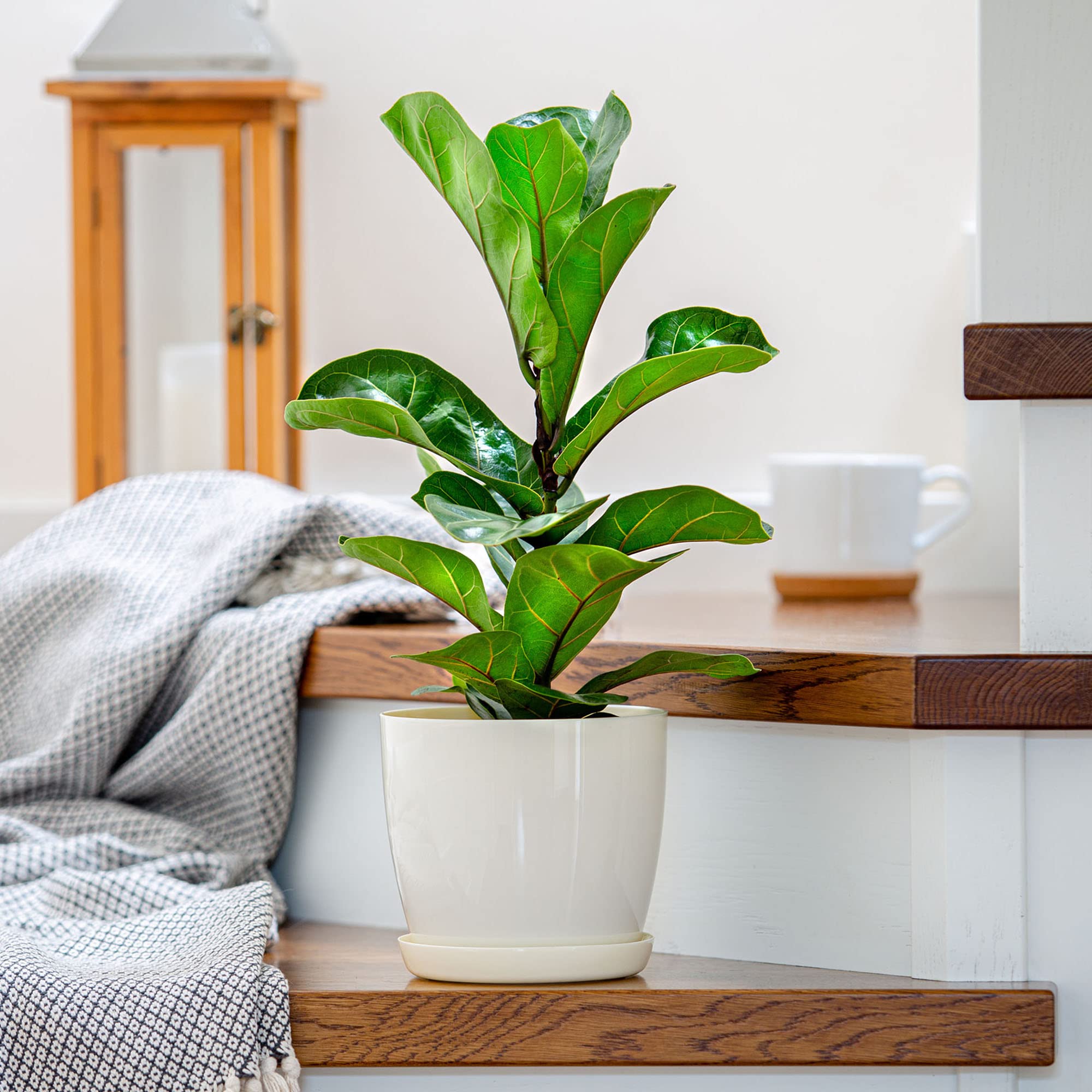 Maceta Blanca De Plástico: Descubre Las Mejores Opciones Para Decorar