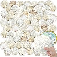 Vista 1 de YOUKE OLA 72 conchas de vieira para manualidades, conchas naturales de playa grandes a granel para decoupage, manualidades, conchas marinas
