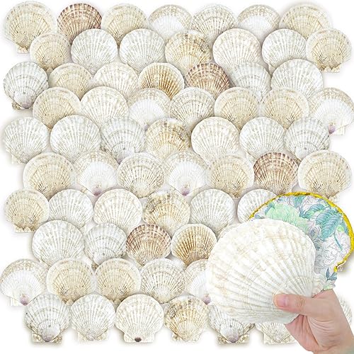 YOUKE OLA 72 conchas de vieira para manualidades, conchas naturales de playa grandes a granel para decoupage, manualidades, conchas marinas,