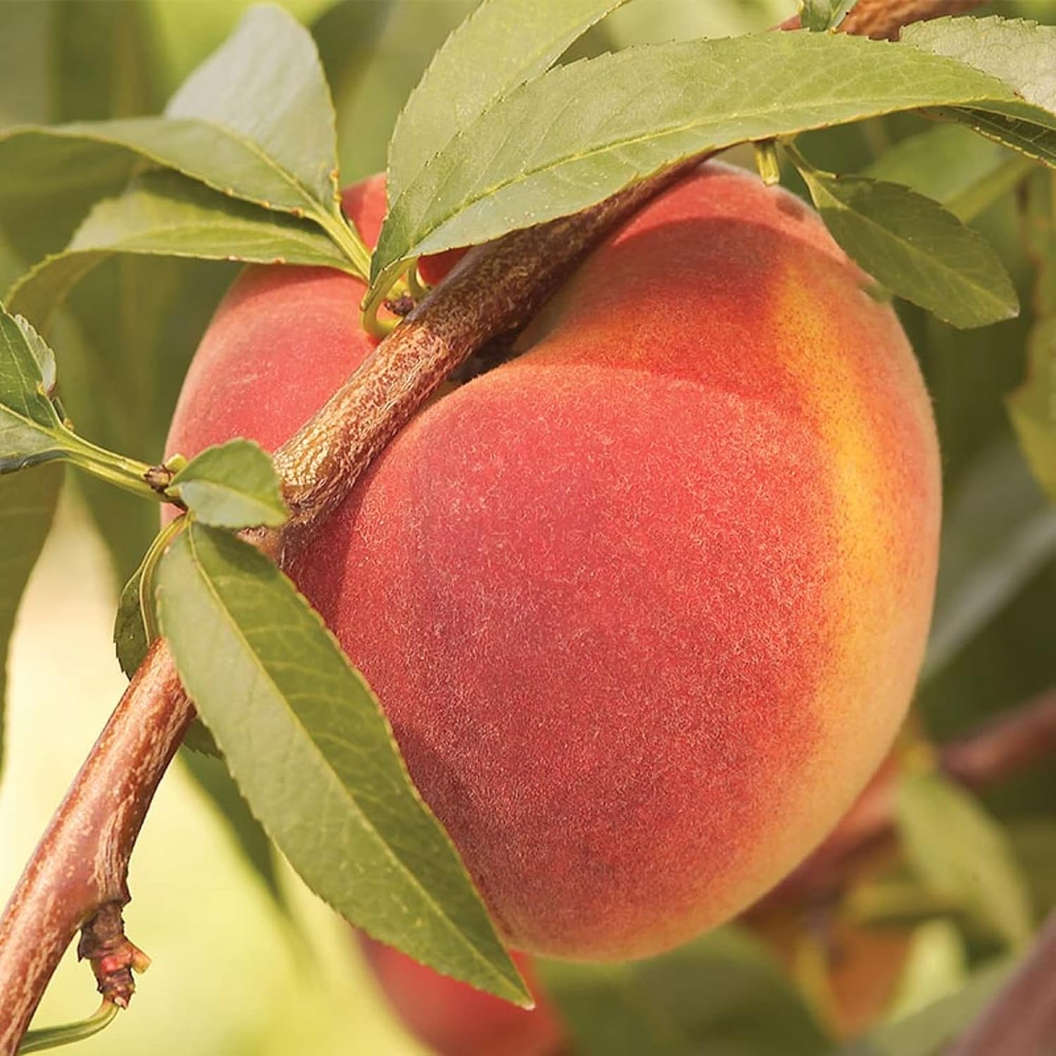 CHUXAY GARDEN Contender Peach Tree Seed 5 Seeds Edible
