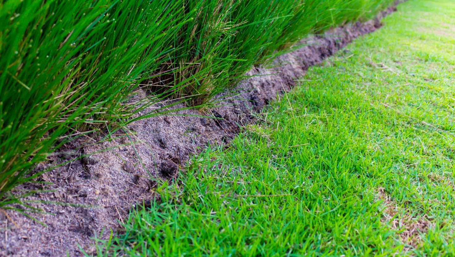 Brownie Brand Bermudagrass- Cynodon dactylon (Common (hulled), 5lb)