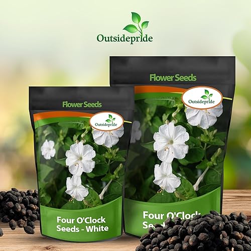 Miniatura 5 de Outsidepride Semillas de flores blancas de las cuatro en punto  1 libra Perenne fragante, flores en forma de trompeta, a prueba de ciervos y fáciles