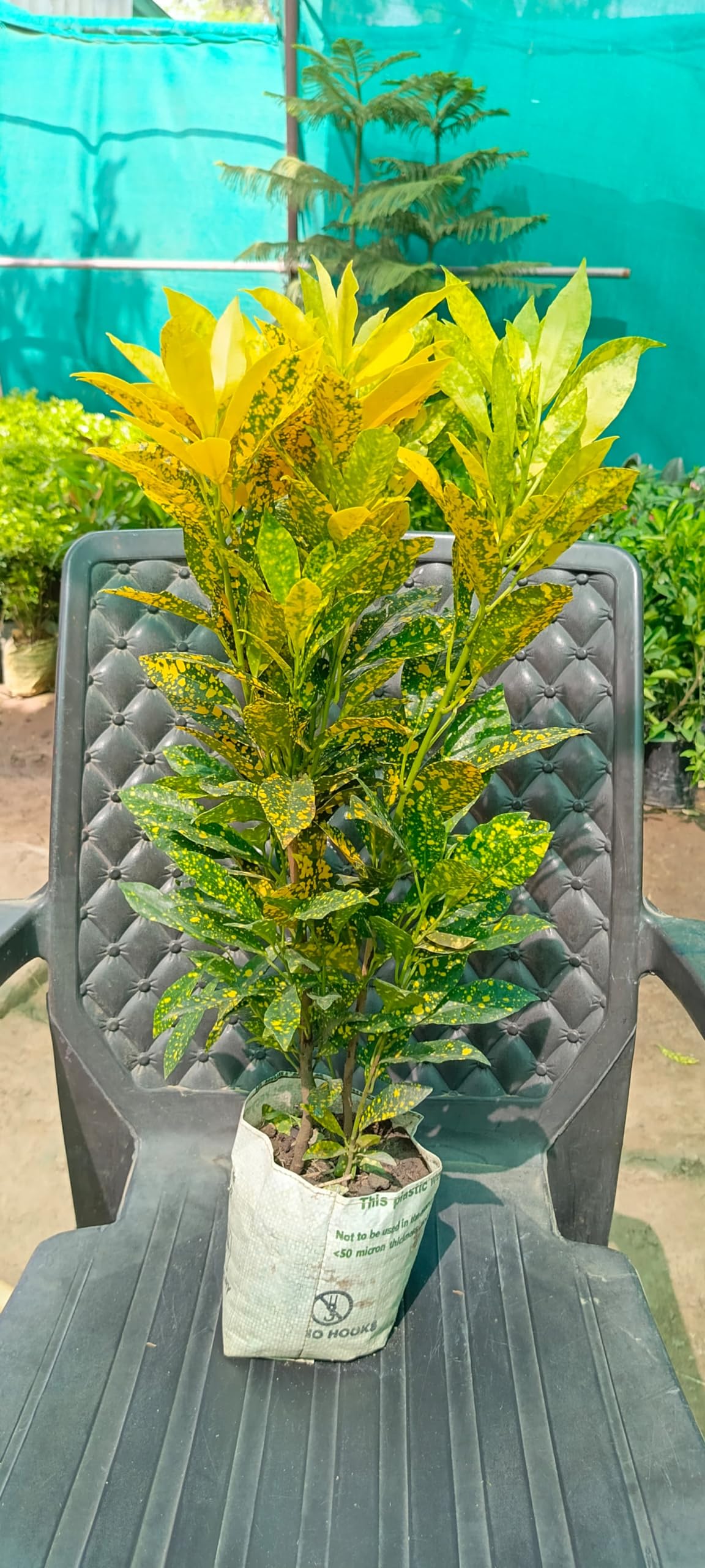 New Multicolour Croton Petra Live Plant Codium Includes Nursery Grower's Bag/Pot (Pack Of One Healthy Plant)(OUTDOOR, CROTON)-image-27