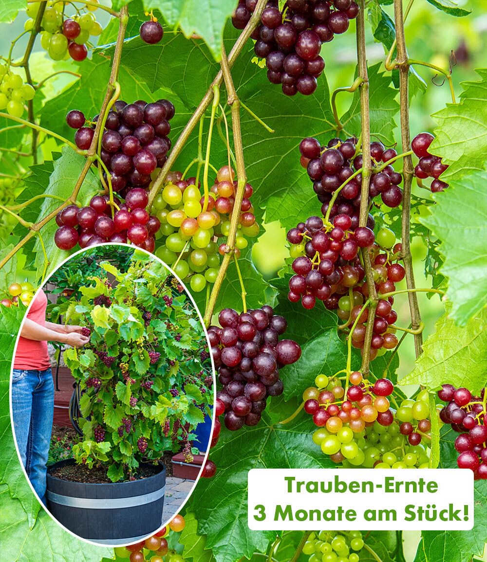 BALDUR Garten 1x Immertragende Tafel-Traube 'RazzMatazz®', Pflanze im 14 cm-Topf, resistent und pflegeleicht, winterhart bis -18 °C, kernlose Trauben, monatelange Ernte ab Juli