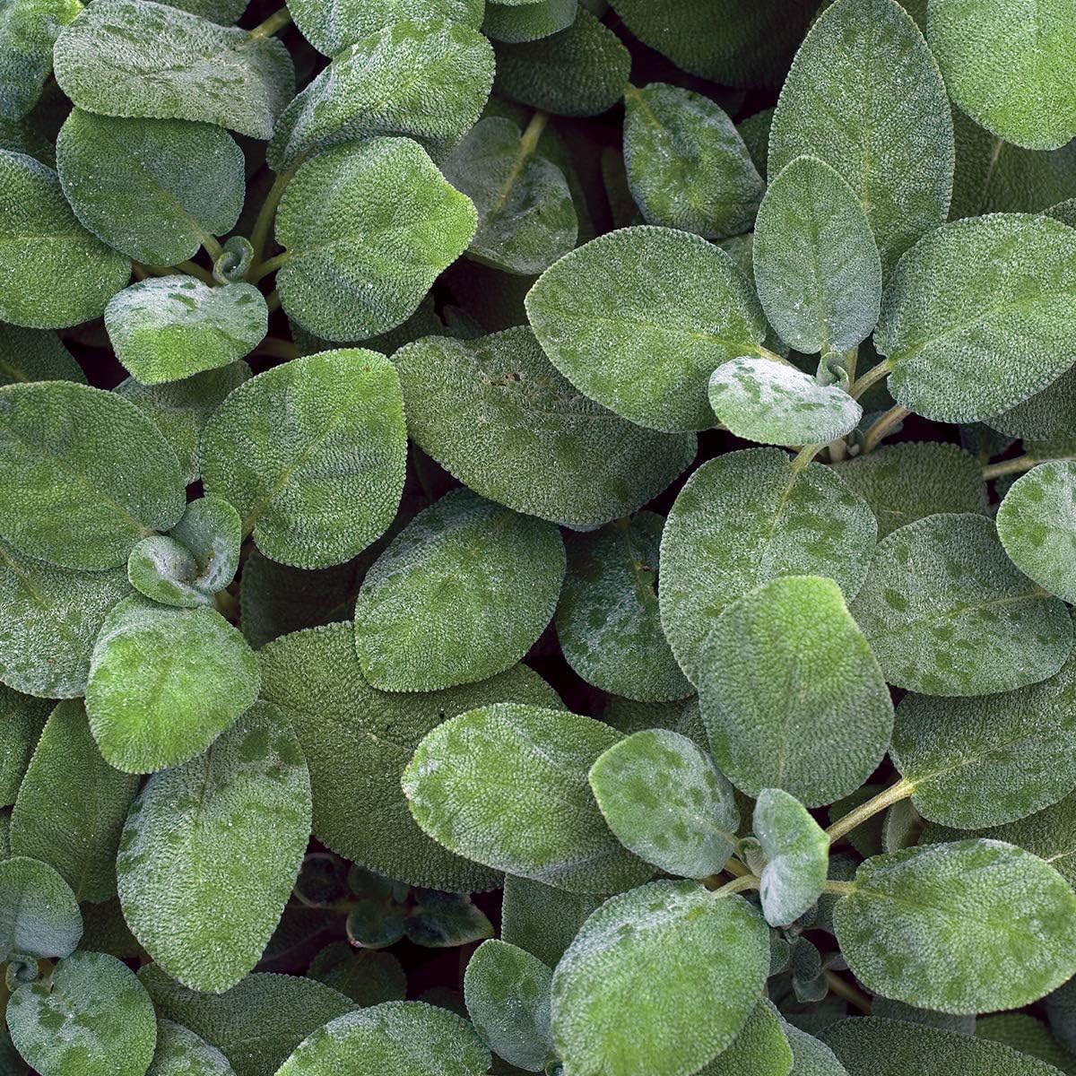 Burpee Common Sage 3 Live Plants, 2 1/2" Pot