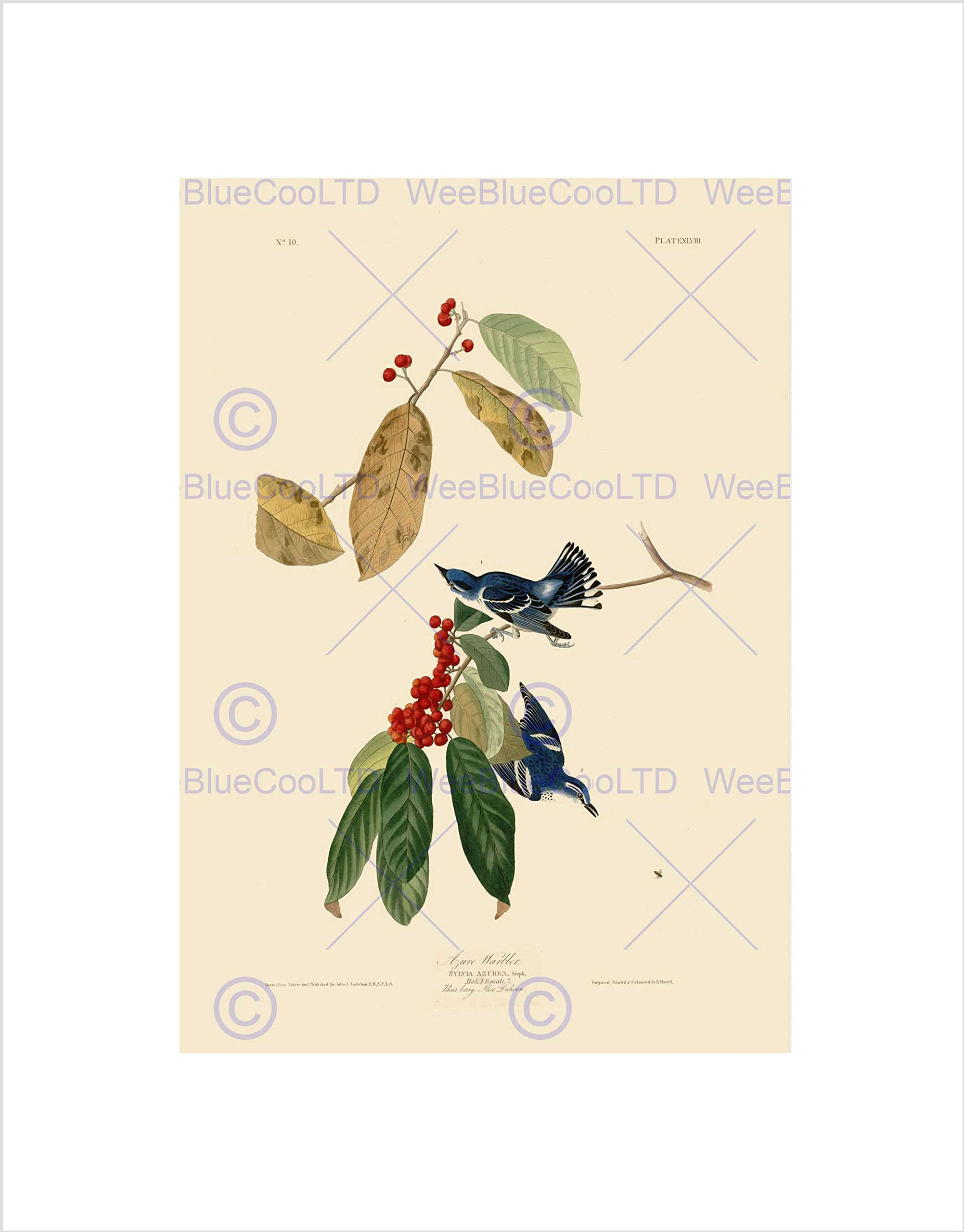 Wee Blue Coo PAINTING BOOK PAGE BIRDS AMERICA AUDUBON AZURE WARBLER FRAMED ART PRINT B12X3810