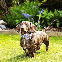 Vista 153 de Lionheart glory Collar de perro con bandera estadounidense, collar de flores para perro del 4 de julio, resistente y ajustable, collar patriótico