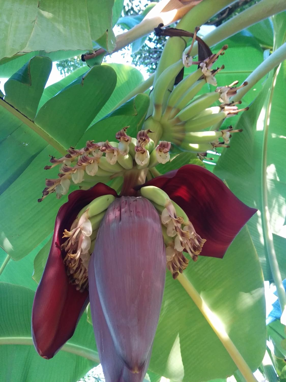 Banana Plants Ice Cream Includes Four (4) Plants