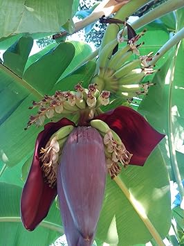 Banana Plants Ice Cream Includes Four 4 Plants
