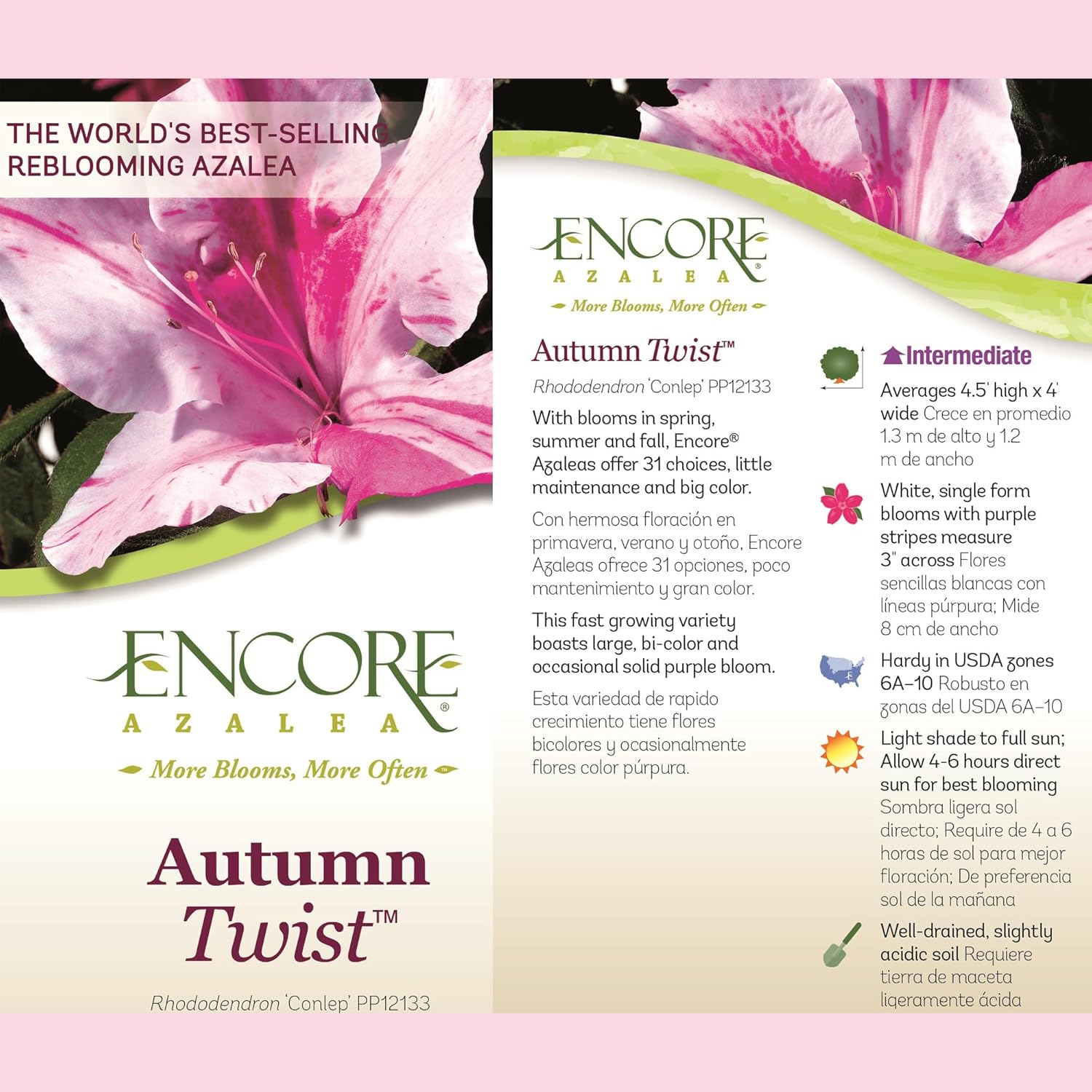 Encore Azalea 2 Gal. Autumn Twist Azalea Shrub