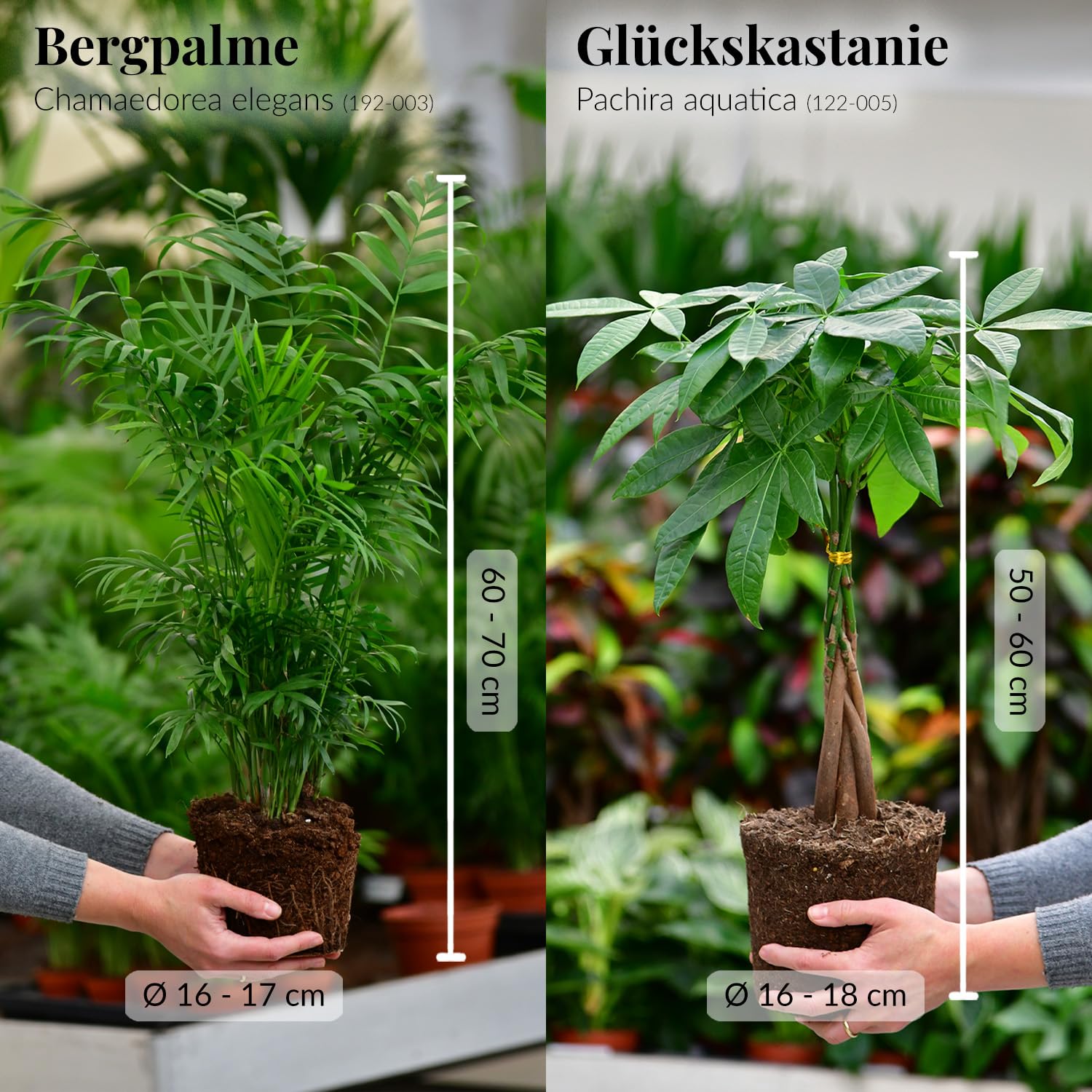 6er Box Zimmerpflanzen Happy Cat – Tierfreundliches Set mit Bergpalme, Nestfarn, Grünlilie & Glückskastanie – Höhe 15-70 cm – Töpfe 10,5-17 cm – frisch aus der Gärtnerei – Green Me Up