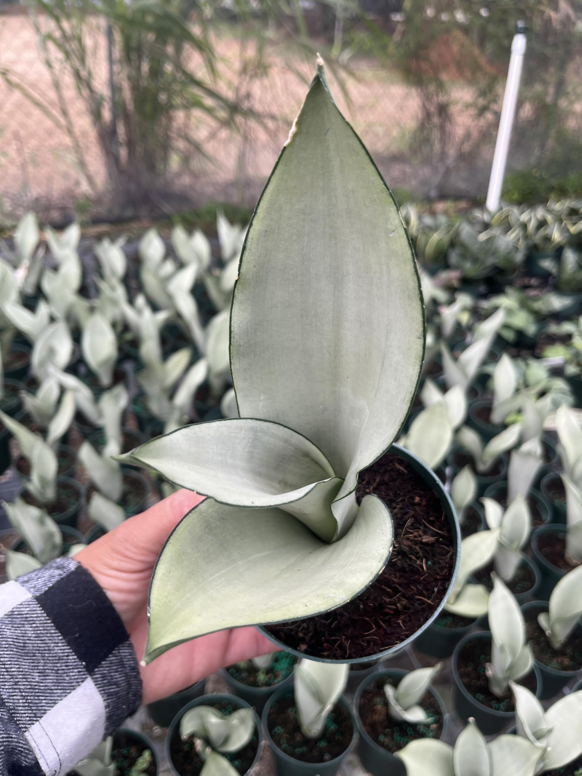 Amazon.com : Moonshine Snake Plant  Sansevieria Moonshine  Rare Silvery  Foliage  Easy Care Air Purifying Plant  Live Plant in 4 Pots : Patio,  Lawn & Garden
