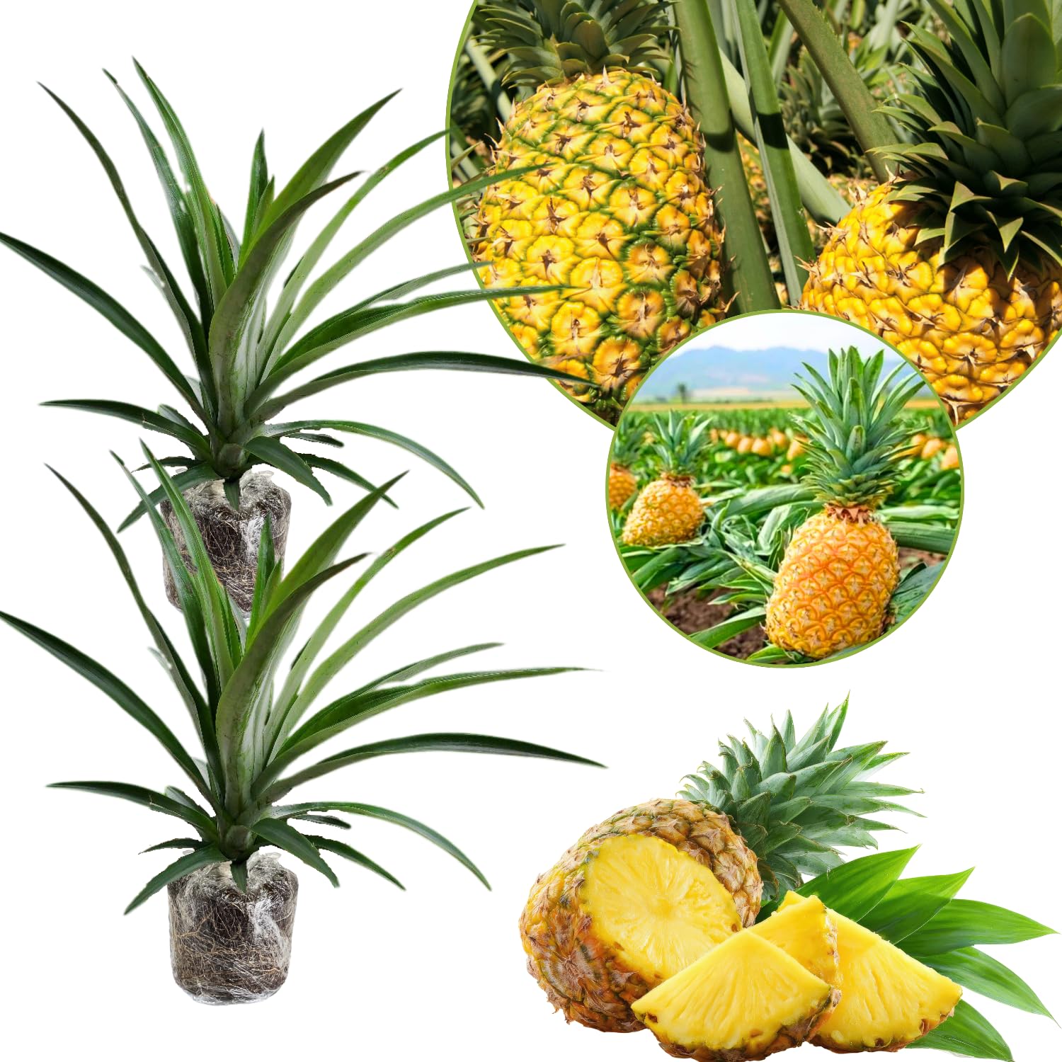buy large zz plant online ZZ Plant main image 0