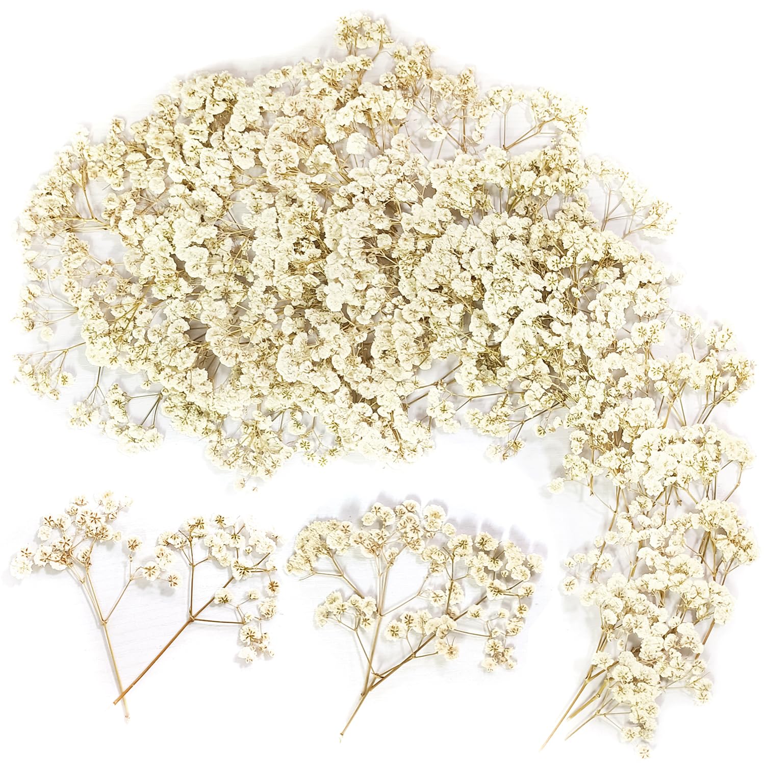 100 Piezas Paniculata Preservada (Blanco) - Flores Secas Pequeñas Naturales para Joyería de Resina y Bricolaje
