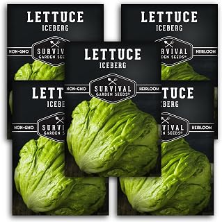 Heirloom Iceberg Lettuce Seeds - Crisphead Non-GMO High-Yield Variety for Home Gardens, Crunchy Sweet Flavor - Survival Garden Seeds