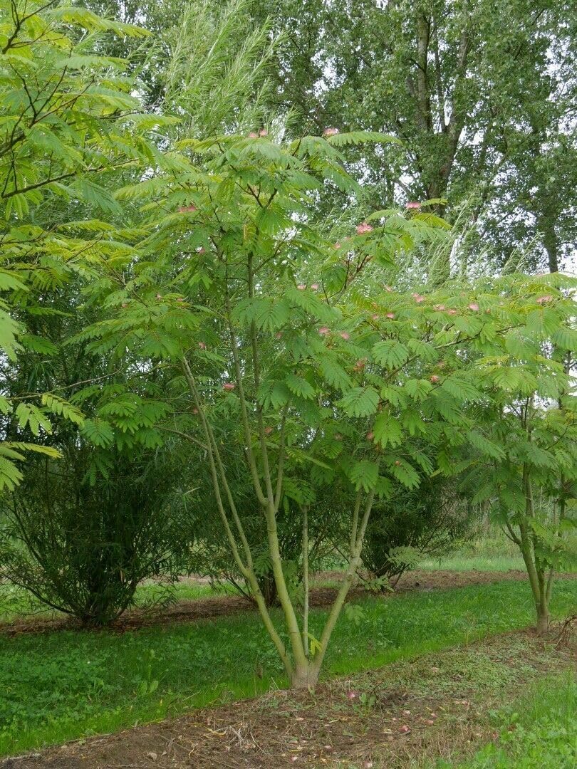 Albizia julibrissin mimosa "Acacia di Costantinopoli" pianta in vaso biodegradabile ø9 cm h 60 cm circa Vivaio di Castelletto