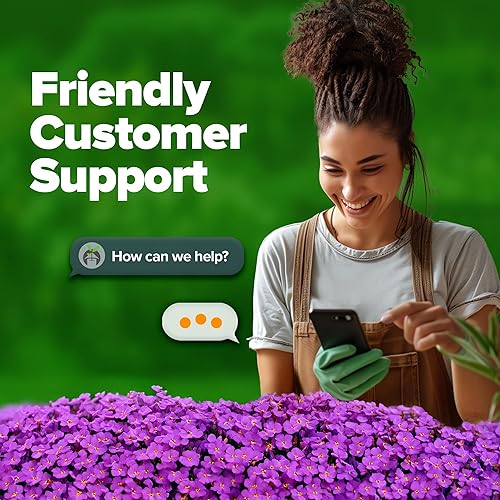 Miniatura 7 de HOME GROWN Aubrieta Rock Cress Purple, paquete de semillas de cobertura de suelo floreciente, semillas de berro perennes sin OMG para plantar