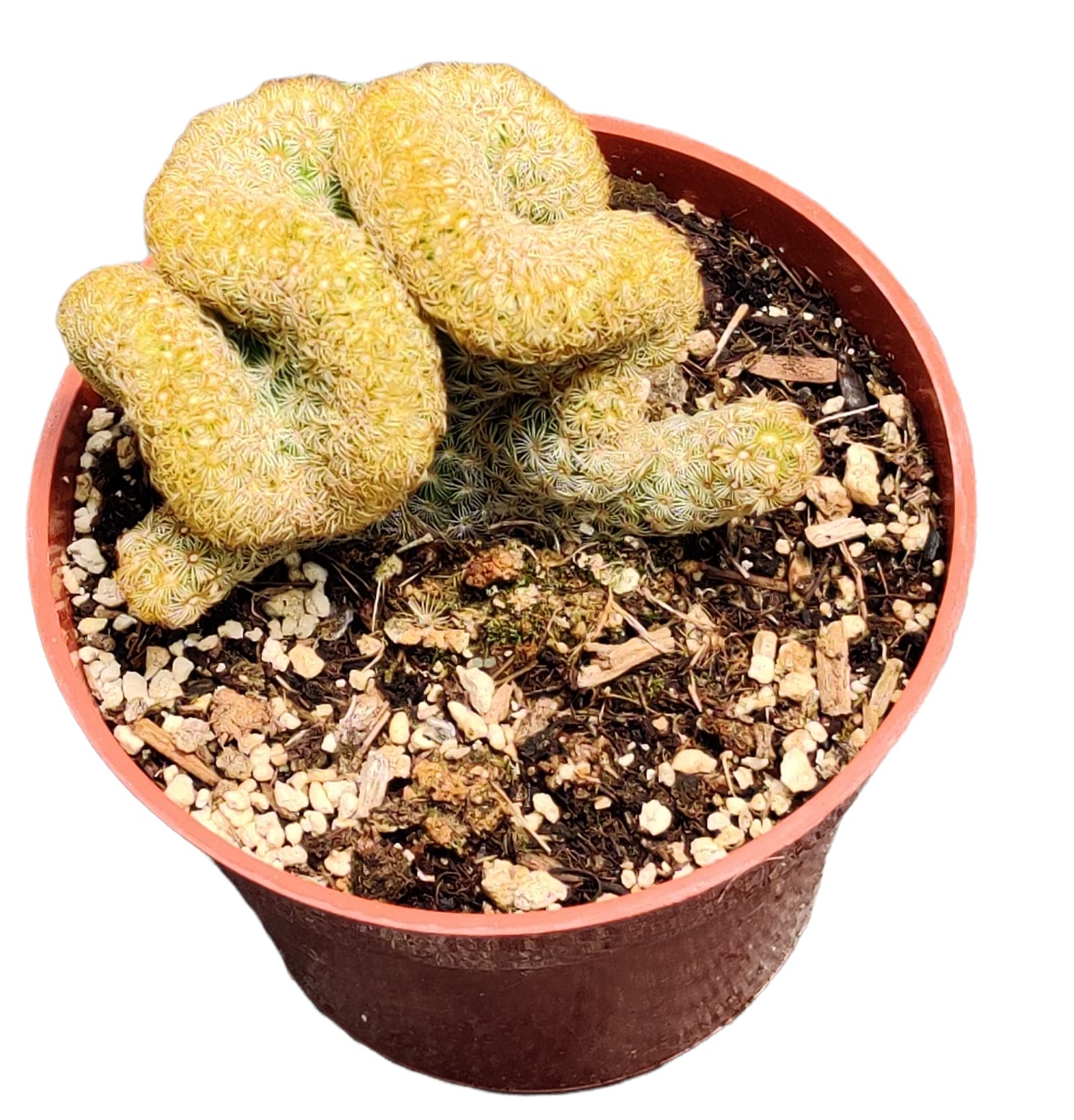 Brain Cactus 4-inch
