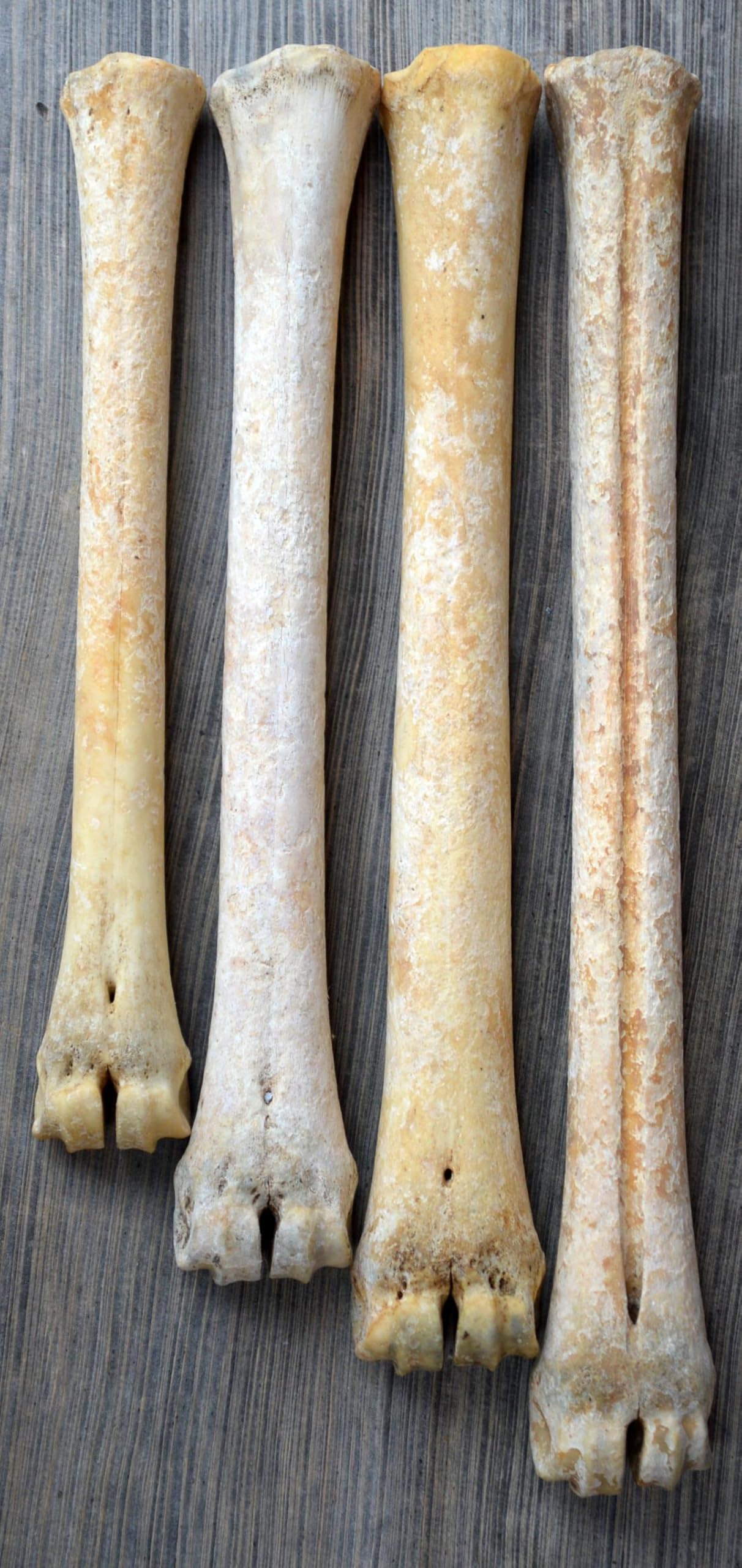 Real Deer Leg Bone (Medium)
