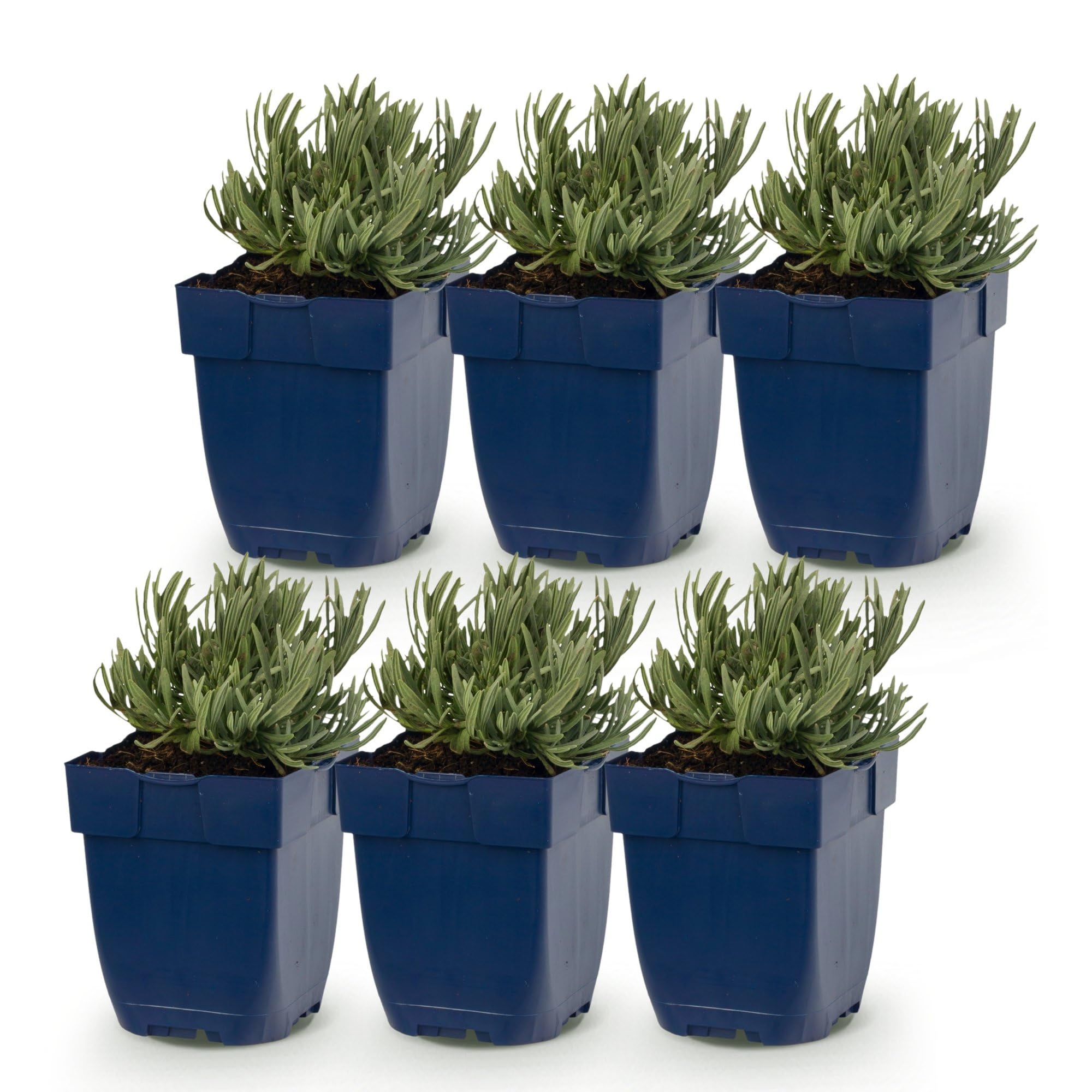 Lavanda Dwarf Blue Piante Perenni Profumate, Viola, Set da 6, Vaso 11cm