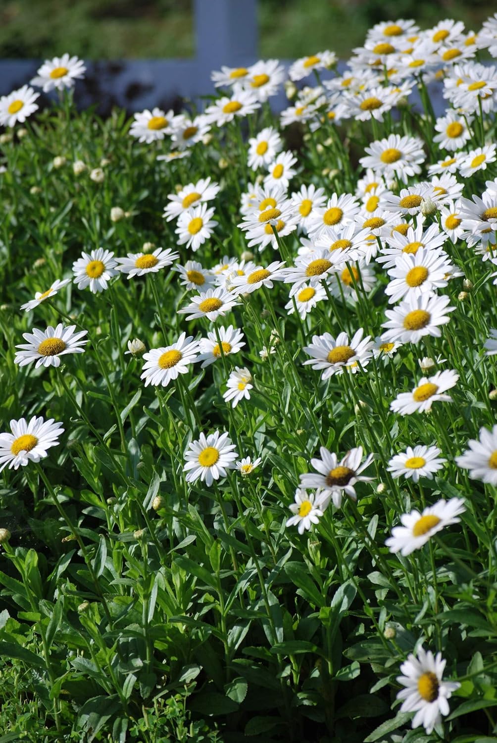 Perennial Farm Marketplace Chrysanthemum nipponicum (Nippon Daisy) Perennial, Size-#1 Container, Big White Flowers