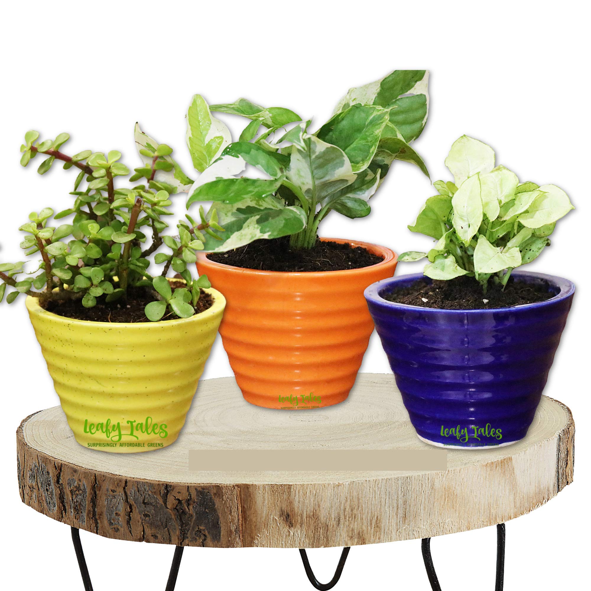 Leafy Tales Conical Ceramic Pot, Multicolour, 3 Inch, 3 Pots (B083R84R7K) Amazon Price History, Amazon Price Tracker