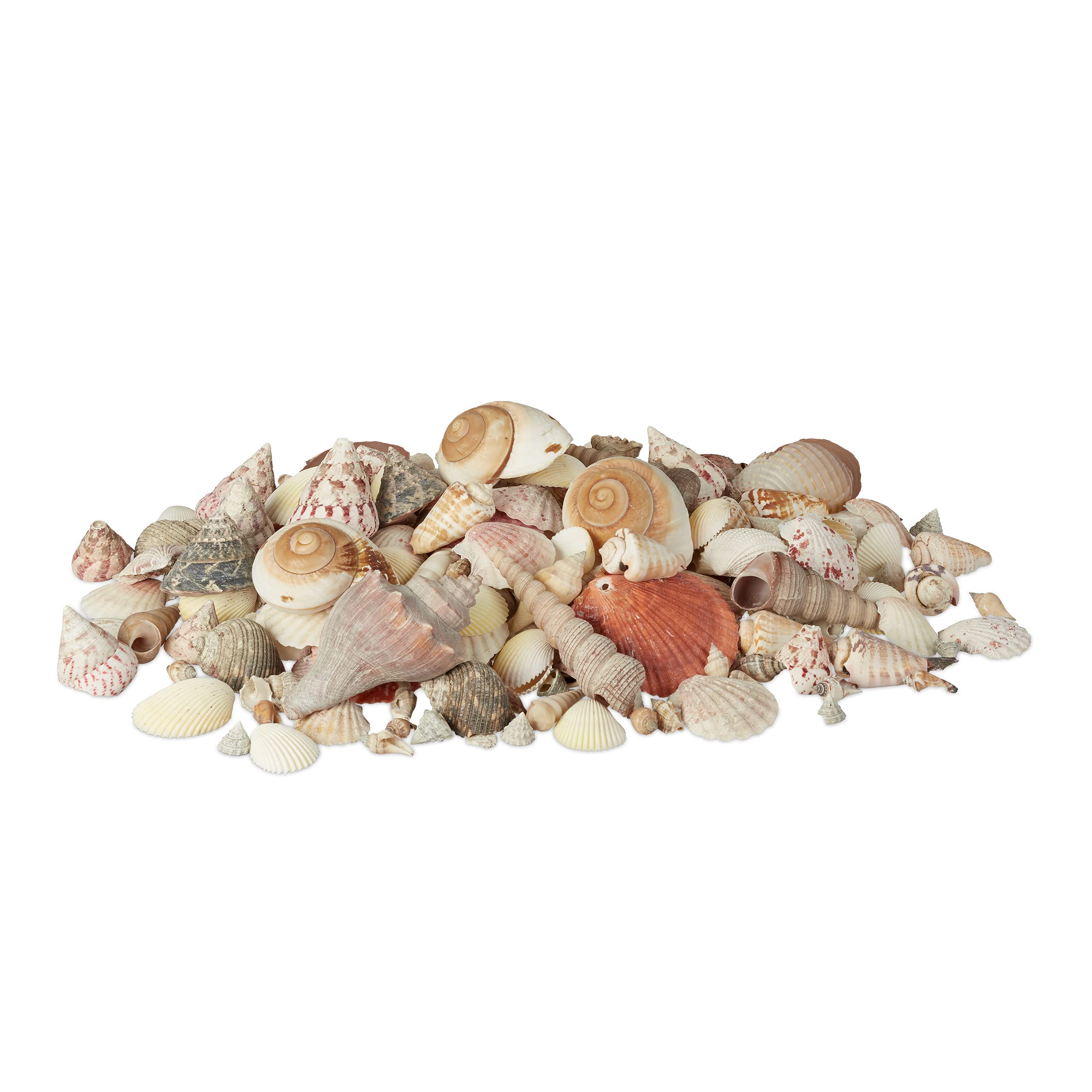 Relaxdays Decor Seashell Set, Mix with Large Sea Snails, Scallops, Beach Crafting Decoration, Maritime, 2 kg, Colourful