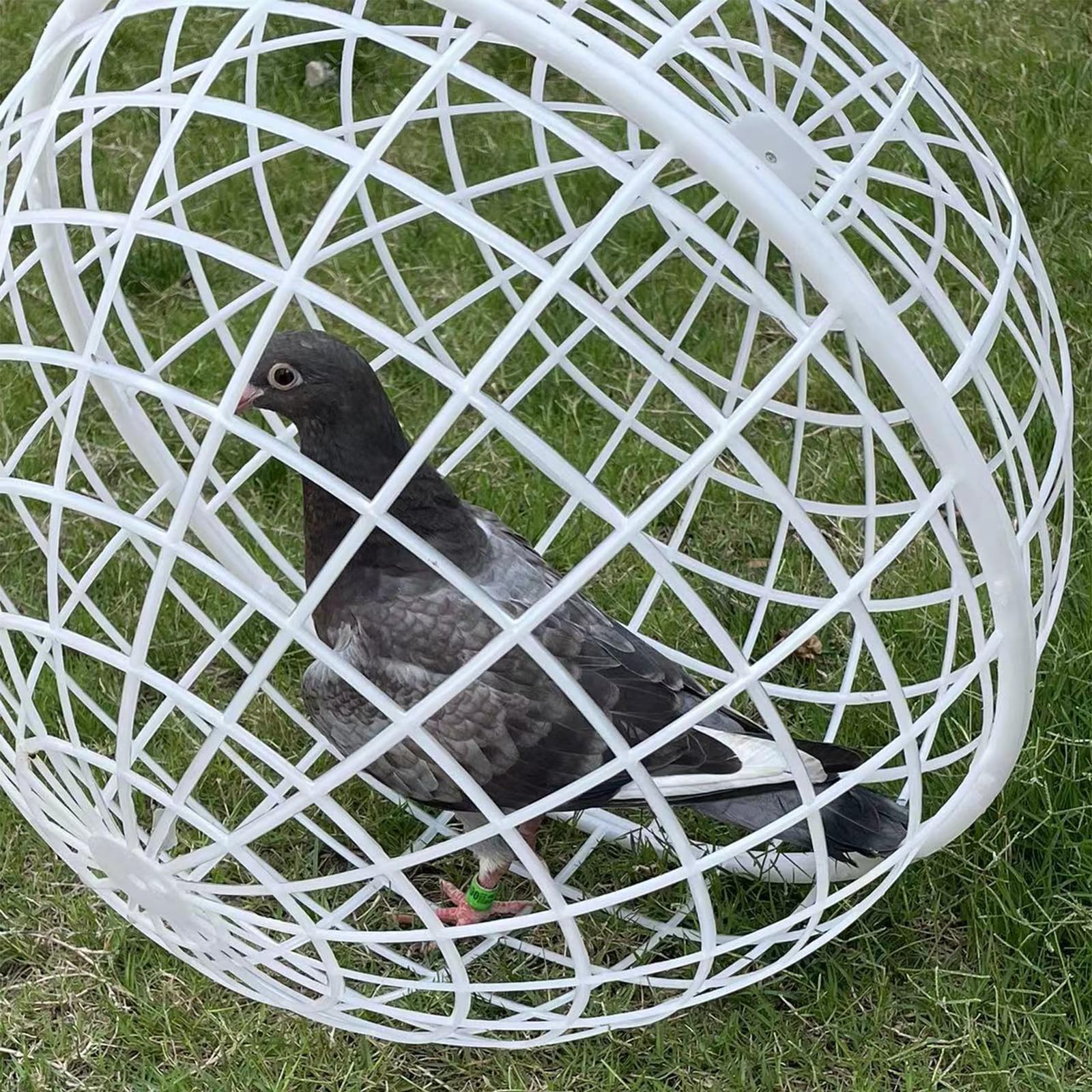 Generisch Kula królika Coop, domek dla kurczaków, plastikowy domek na świeżym powietrzu, zwijany krąg z tworzywa sztucznego - kurnik, walking chicken coop