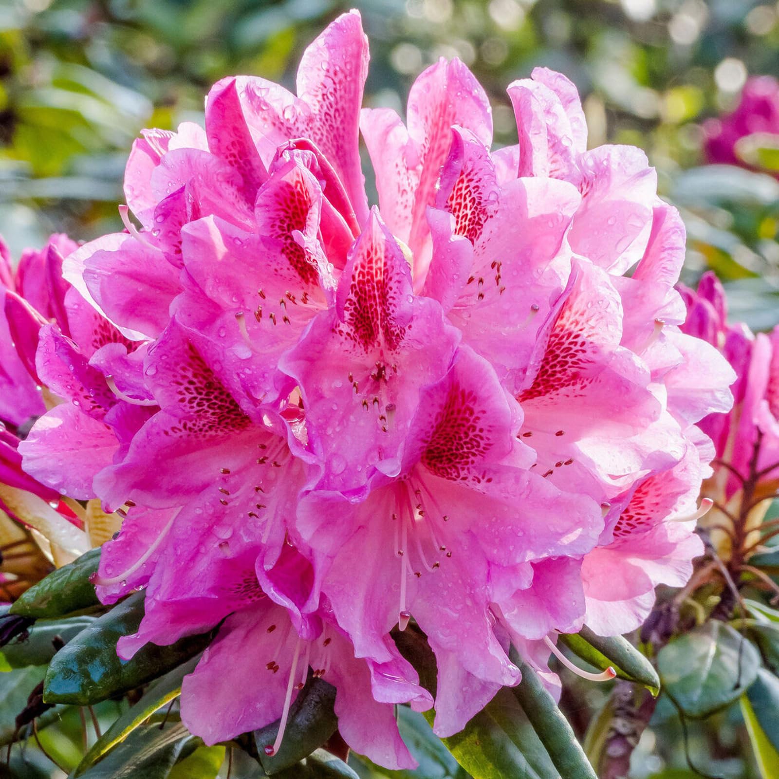 Carbeth Plants 2 x Rhododendron Cosmopolitan in 9cm Pots - Hardy Spring Flowering Garden Plant with Pink Blooms for Borders, Patio Pots & Woodland Gardens