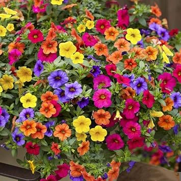 200 Seeds Heirloom Hanging Petunia Mixed Seeds Color Waves Hanging Basket Petunia Beautiful Flowers Light Up Your Garden, Plant Seeds Flower Seeds for Planting 200 Seeds