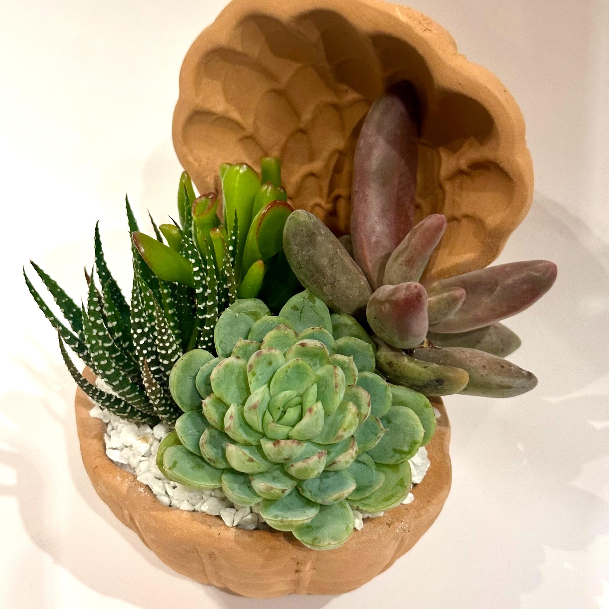 Composizione di Succulente Vere in Vaso in Terracotta a Conchiglia, Mini Giardino Decorativo 20x20x14 cm, Piante Grasse Facili da Curare per Casa e Ufficio, Idea Regalo