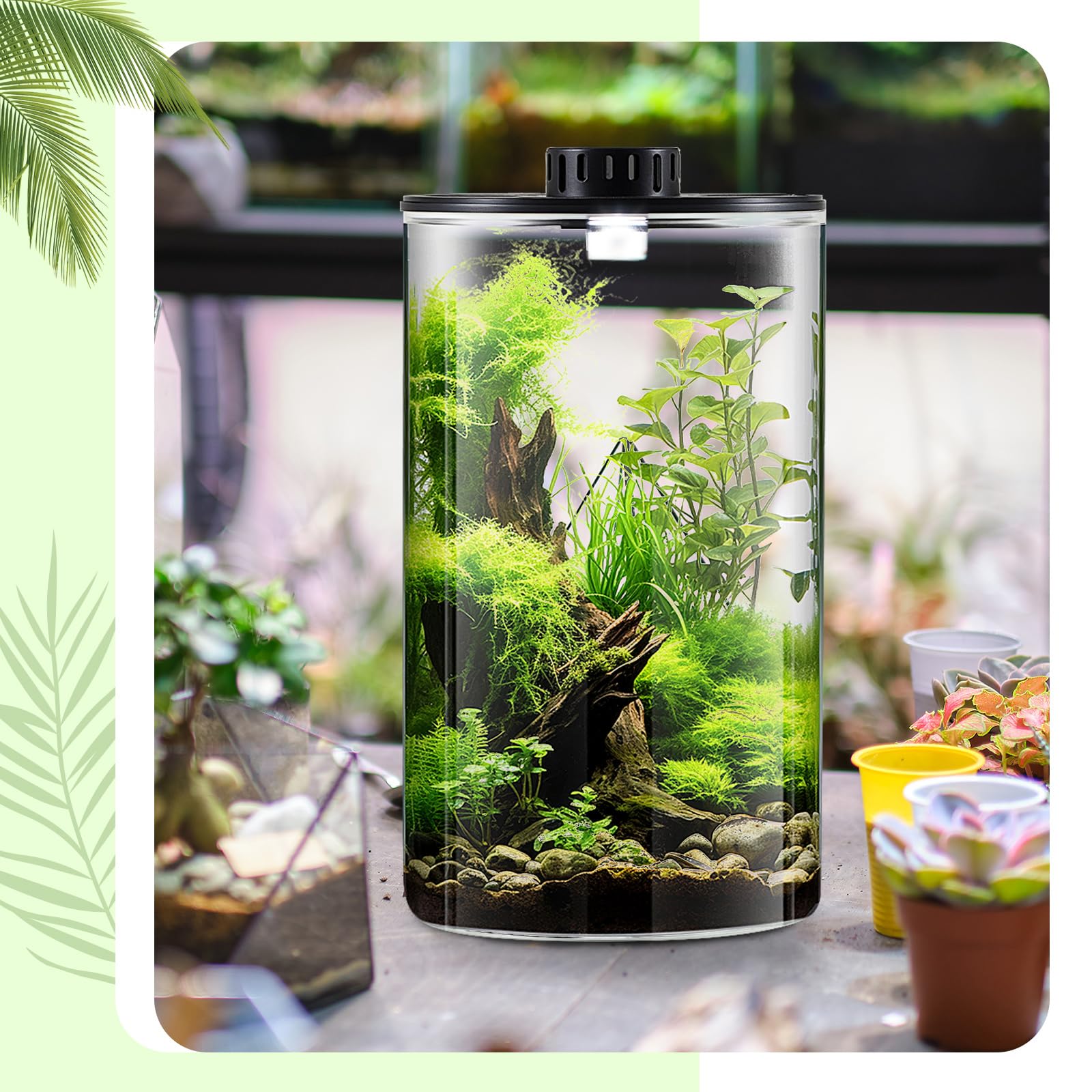 umbrella plant seeds 50 UMBRELLA PLANT CYPERUS Alternifolius Papyrus Grass Umbrella Palm Flower  Seeds