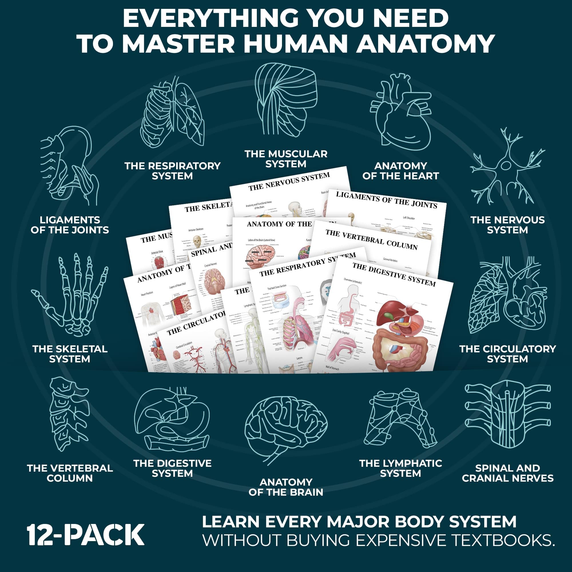 Lot de 12 affiches d'anatomie laminées pour mur – Tableaux éducatifs des systèmes du corps humain pour étudiants, salles de classe et décoration de bureau médical – Comprend les muscles, le