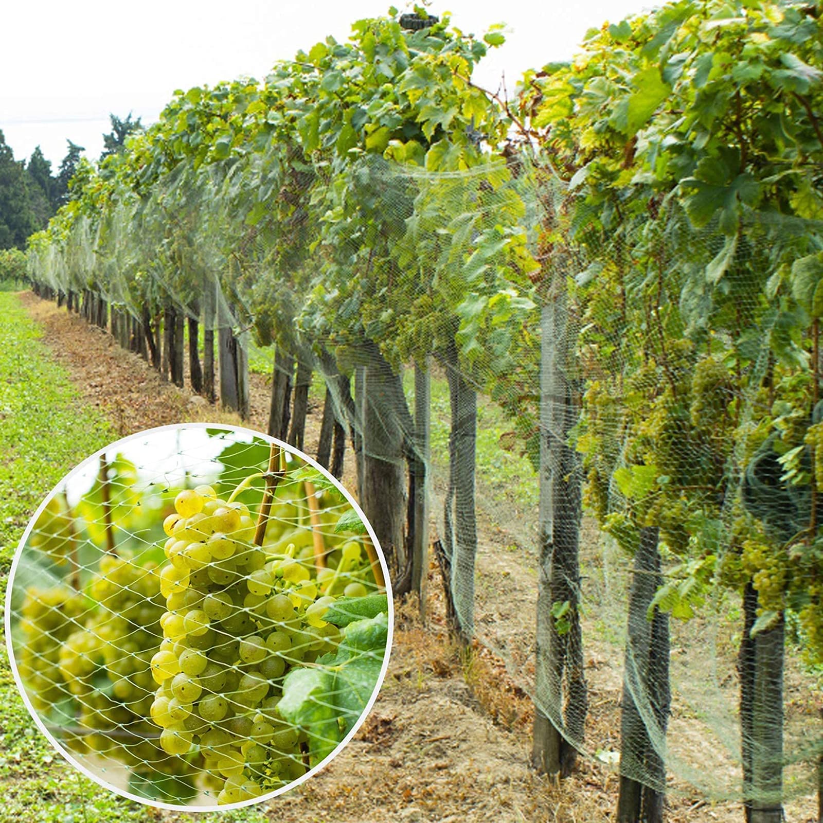 Rete per Piante Rampicanti, Rete da Giardino, Verde Rete Protezione per Piante, Stagni Frutti Larghezza Maglie 1.5 Cm per Vegetali e Frutta Rete