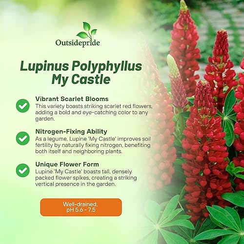 Miniatura 3 de Outsidepride 1000 semillas perennes Russells Lupine My Castle Semillas de flores rojas para plantar