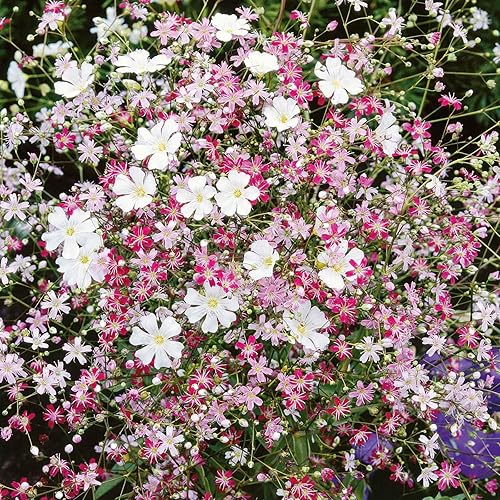 Semillas de aliento de Babys Mezcla Paquete Semillas de flores blancasrosas, semillas de reliquia atrae abejas, atrae mariposas, atrae