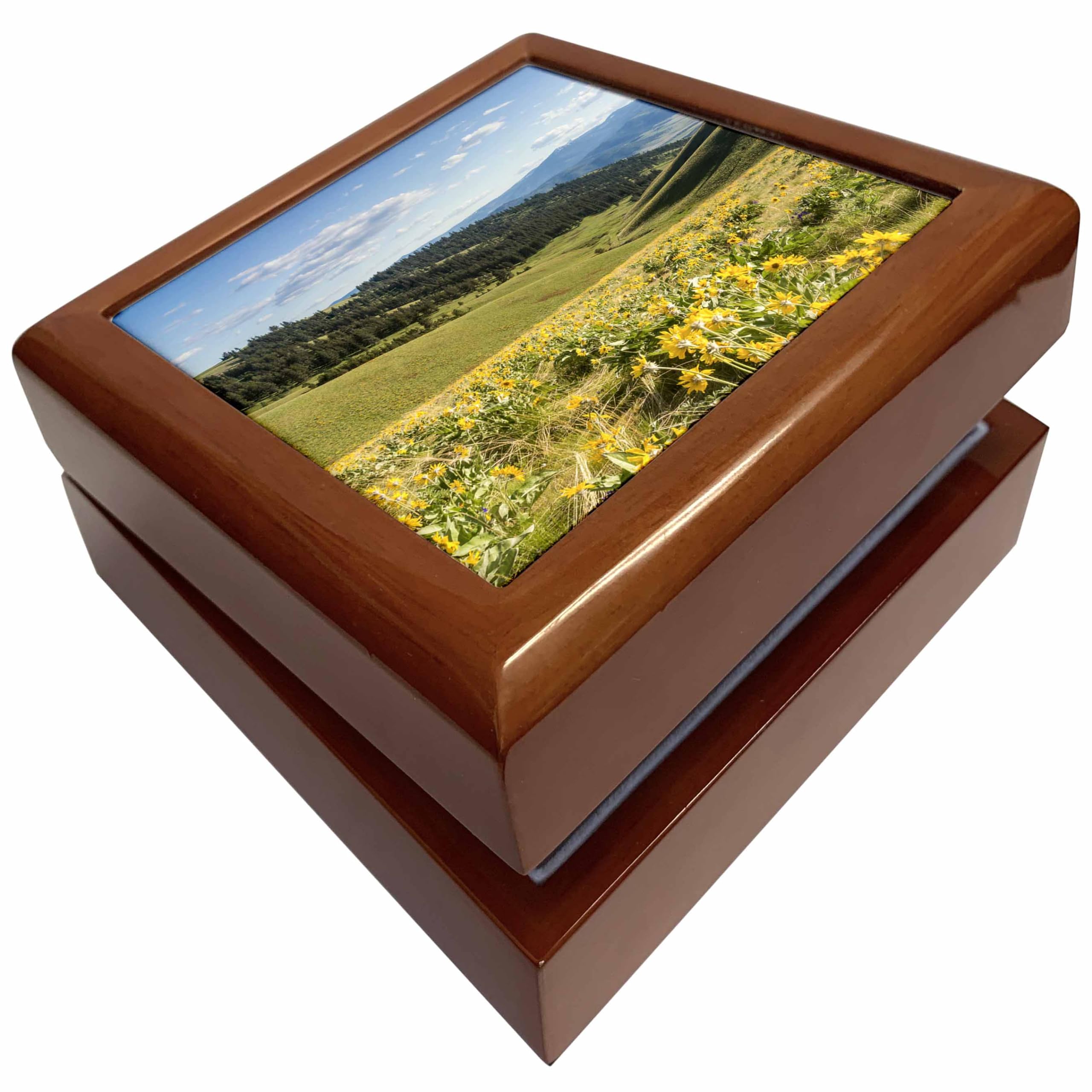 3dRose3dRose Arrowleaf balsamroot, Moiese, Montana, USA - US27 CHA2823 - Chuck Haney, Jewelry Box jb-144875-1