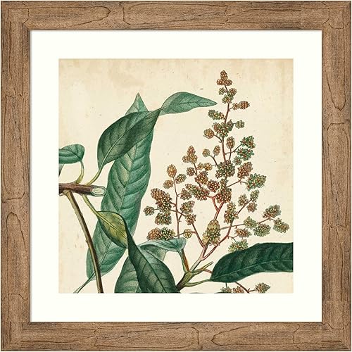Amanti Art Framed Wall Art Print 24x24 Garden Bounty II by Vision Studio, Flowers Wall Art, Vintage Decor, Medium Poster Painting Artwork for Living