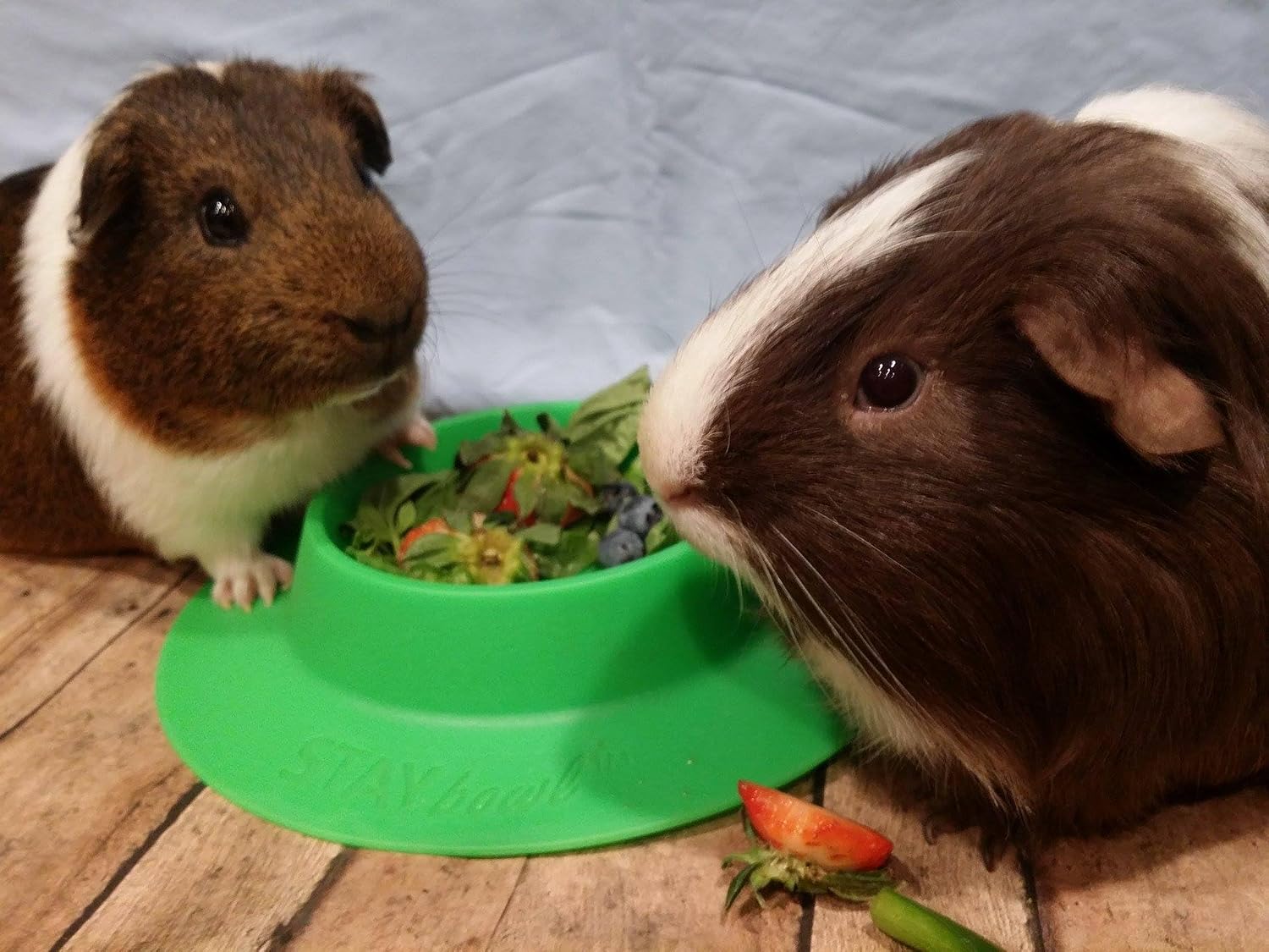 Tip-Proof Bowl for Guinea Pigs and Other Small Pets - Spring Green - Large 3/4 Cup Size New image 4