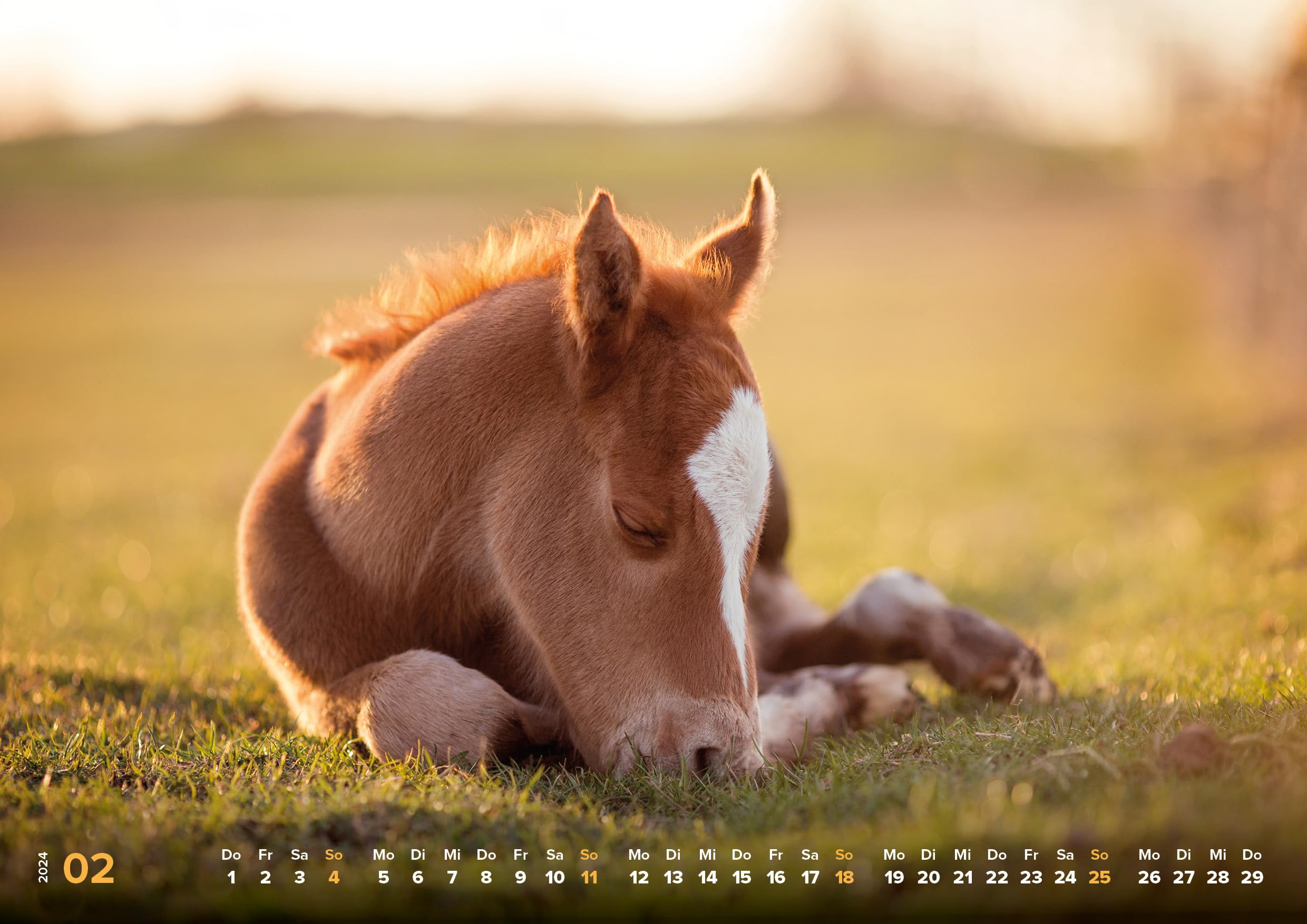 Pferde Kalender 2024 Pferdeglück! Die schönsten Pferdemotive und Aufnahmen 2024: Hochwertiger Wandkalender DIN A3 quer/Kalender/Tierkalender/Pferdekalender - Image 3